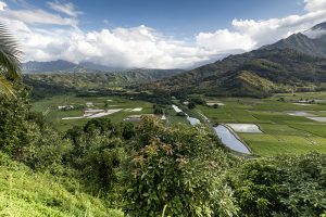 カウアイ島ハナレイ地区のロイ