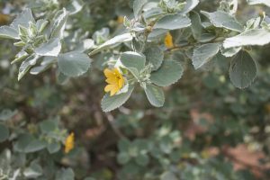 オアフ島の花イリマ