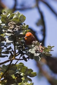 レフアの花蜜を吸うアパパネ