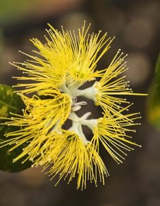 黄色のオヒア。小さな花弁がある