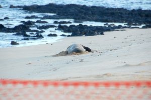 上の写真とは別の親子。周囲には保護のため網が張られていました