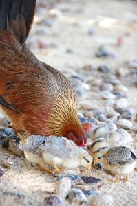 ヒヨコと餌を探す雌鶏