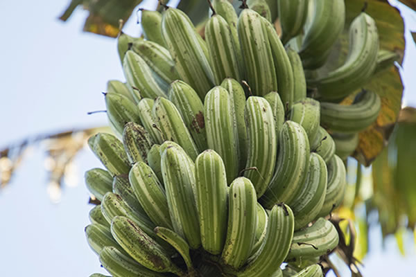 引き取りのみ！極耐寒性ジャパニーズ　バナナ画像の群生全部セット◇ハワイ島ヤシ Amazon.co.jp: 耐寒性バナナ バショウ 6号鉢大株 ジャパニーズ