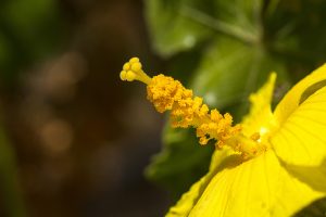 特徴的な花柱