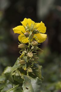 １本の花茎に多くの花芽をつける