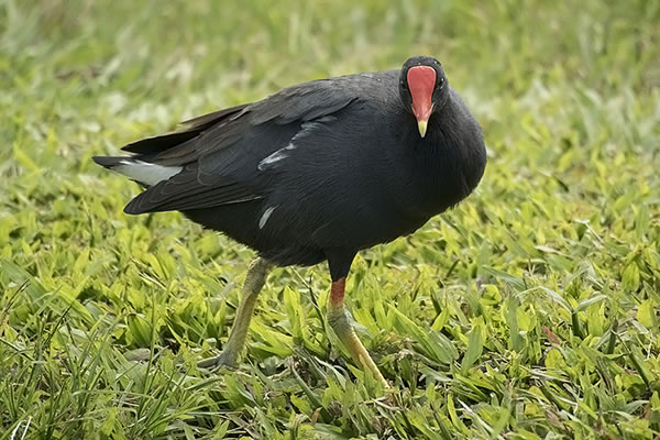 KO-13 帯留め 白珊瑚 鳥 耐難い 