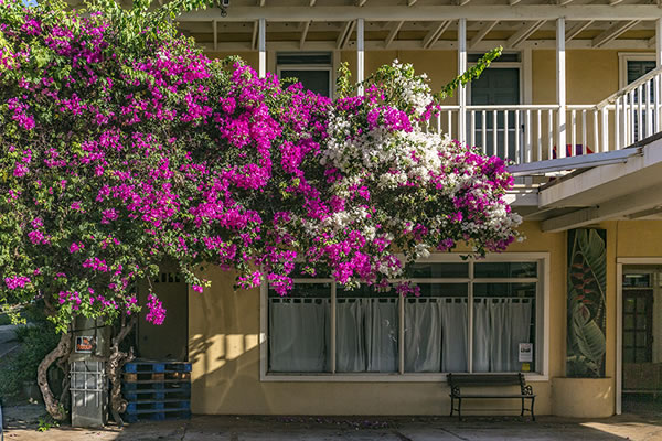 ブーゲンビレア | パシフィックリゾートのホロホロ ハワイ カワラ版