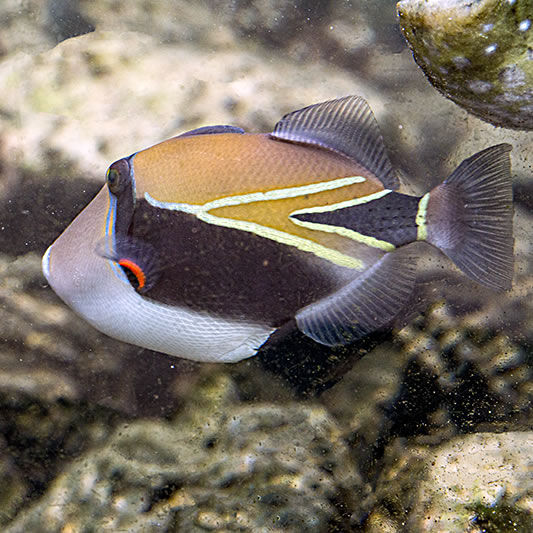 ハワイの暮らしと魚 １ パシフィックリゾートのホロホロ ハワイ カワラ版