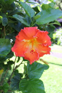ハワイの代表的な花の一つであるハイビスカス