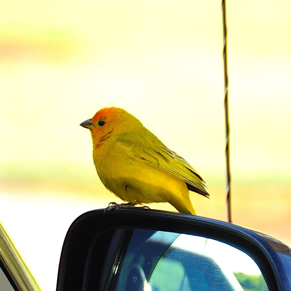 鳥を見つけよう！・その3 | パシフィックリゾートのホロホロ ハワイ