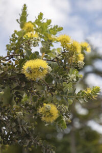 黄色の花をつけるオヒア・レフア、オヒア・レフア・マモとも呼ばれる