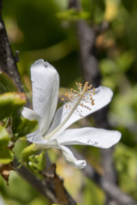 コキオ・ケオケオ、イマクルトゥスと呼ばれるモロカイ原産種で花柱が白い