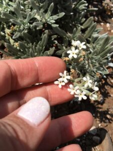 ヒナヒナの花。私の手の大きさで小さな花がわかっていただけるでしょうか？