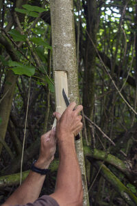 樹皮を剥ぐ（カウアイ島ワイパーの教育林で管理者が行っています）