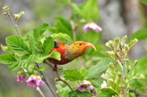 アカラにとまるイイヴィの幼鳥。まだオレンジ色の羽が混じっています