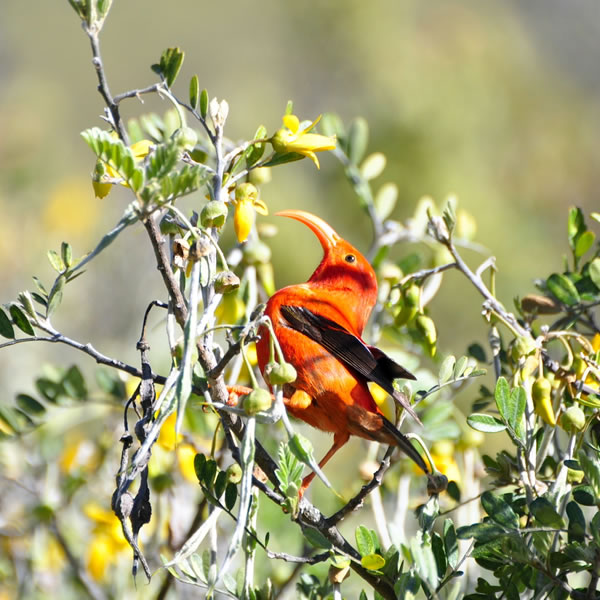 ハワイの森を歩こう！・その4＜マウイ島＞ | パシフィックリゾートの