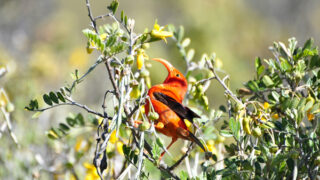 ハワイ産沖縄育ちの\"ラウハラ限定生葉” ハカラウの森と野鳥の世界 | パシフィックリゾートのホロホロ ハワイ