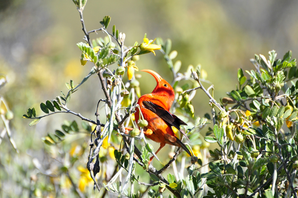 ハワイの森を歩こう！・その4＜マウイ島＞ | パシフィックリゾートの