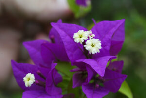 ブーゲンビレア、紫色の苞（ほう）と白い花