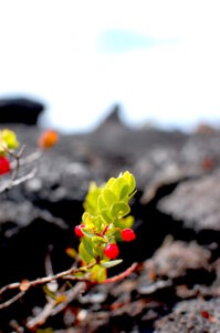 黒い溶岩に映えるオヘオの赤い実