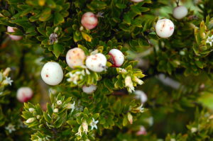 プキアヴェの小さな白い花と白い実
