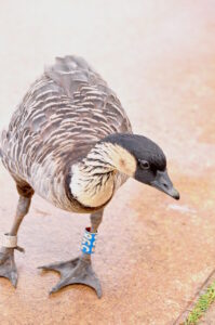 こちらはハワイの州鳥、ネネ。ミヤマハッカンの雌と羽の色が似ているかな？