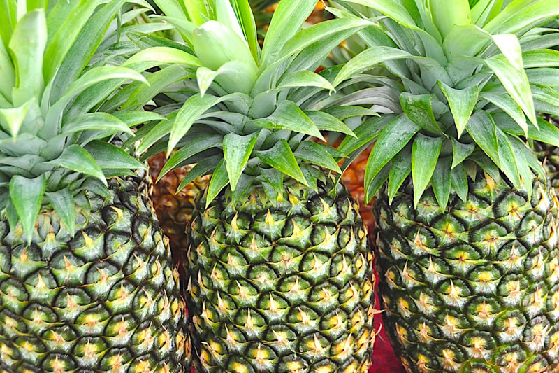 フルーツを食べよう！＜パイナップル＞ | パシフィックリゾートの