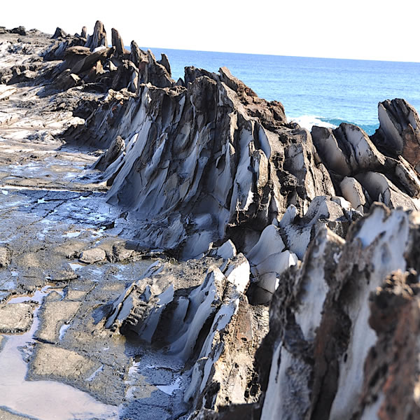 ドラゴンを探そう！・その2 | パシフィックリゾートのホロホロ ハワイ