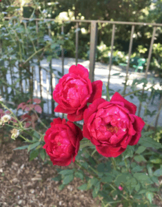 ロケラニローズの花