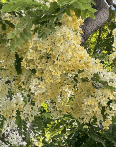 ハワイの夏の代名詞であるシャワーツリー