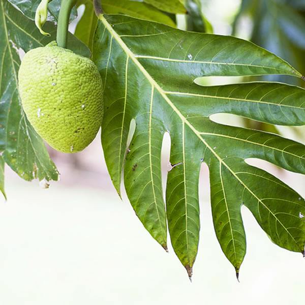 ハワイを育てた植物の文化 | パシフィックリゾートのホロホロ ハワイ