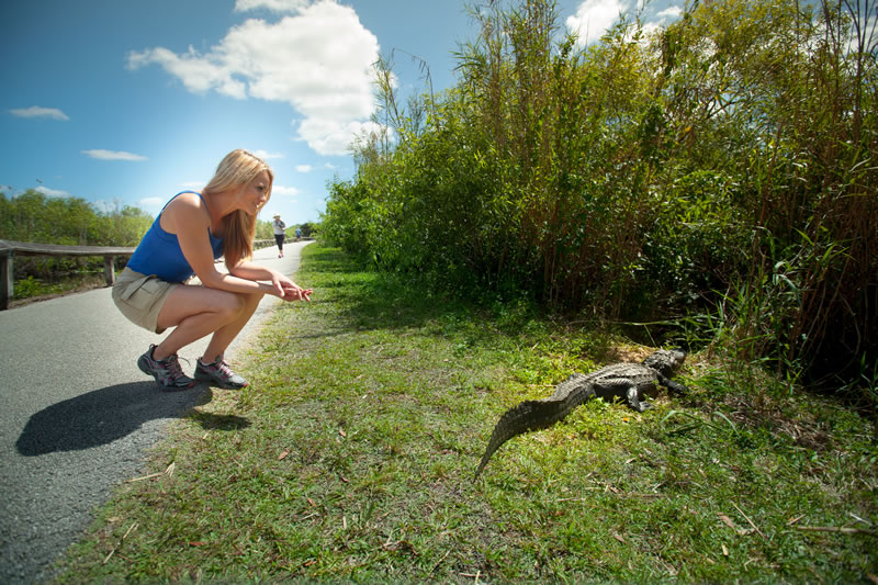 間近に野生動物を観察できます