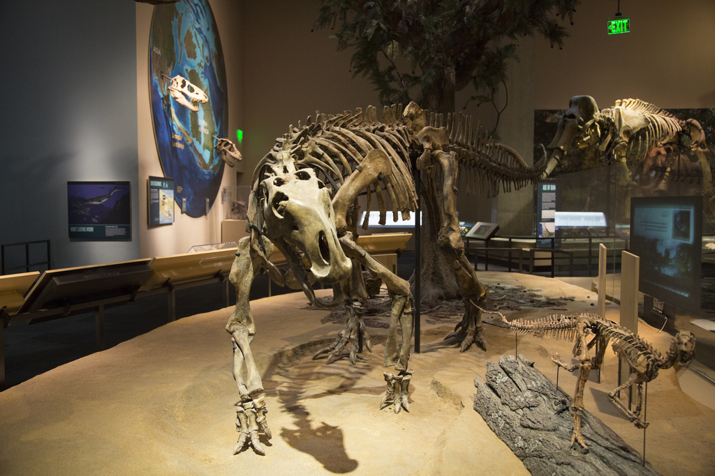 ペロー自然科学博物館