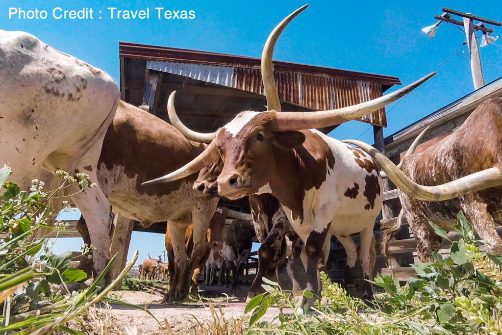 テキサスロングホーン
(Photo Credit:Travel Texas)